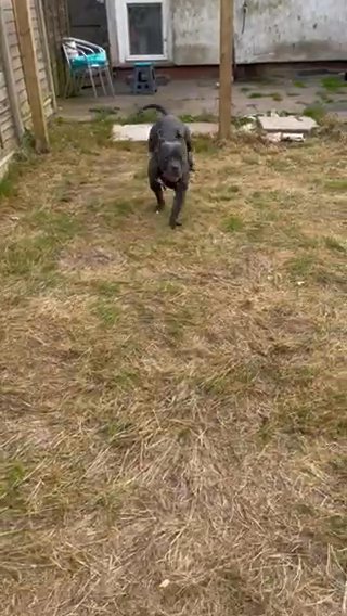 Blue Standard Bully Male in Birmingham
