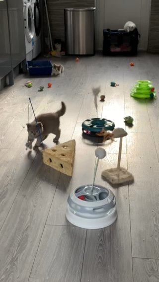 British Shorthaired Kittens in Wirral