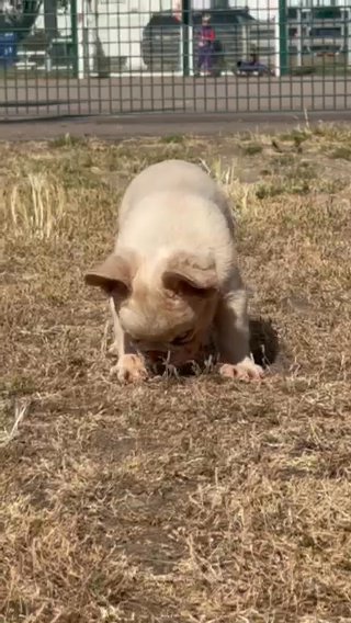 Full Fluffy French bulldog! in Thurrock