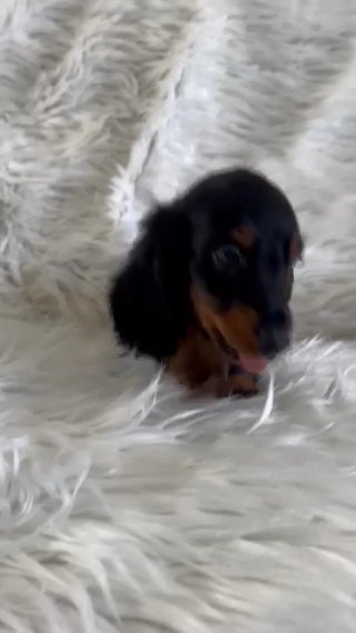 Miniature Long-Haired Dachshund Puppies in Wolverhampton