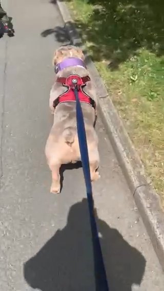 Ghost Pocket Bully For Stud in Wrexham