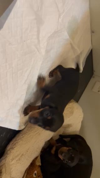 KC Miniature Dachund in Wolverhampton