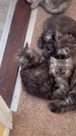 READY TO GO Registered Persian Kittens (Licensed Breeder) in Colchester
