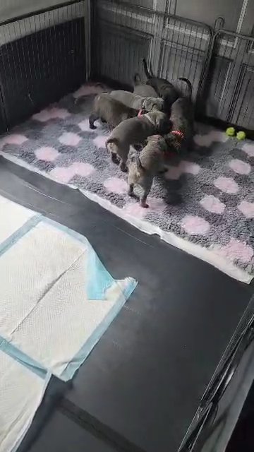 Cane Corso puppies in Staffordshire