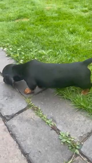 Mini Daxi Pups Kc in Birmingham