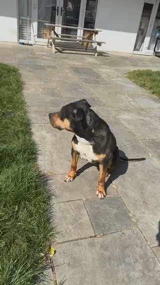 American Bully in London