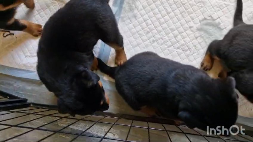 Pedigree Rottweiler Pups in Hastings