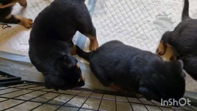 Last 3 Chunky Rottweiler Pups in Hastings