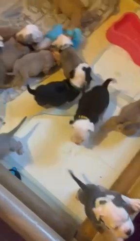 7 Olde English Bulldogges puppies in Brighton