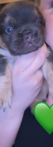 Visual Fluffy Chocolate And Tan French Bulldog in Doncaster