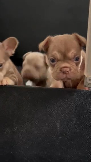 Beautiful French Bulldogs in Manchester
