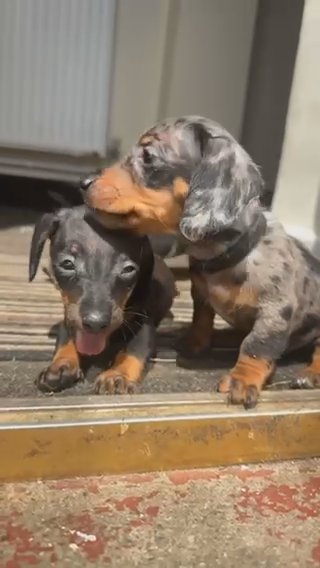 Mini Dachshunds in Wigan