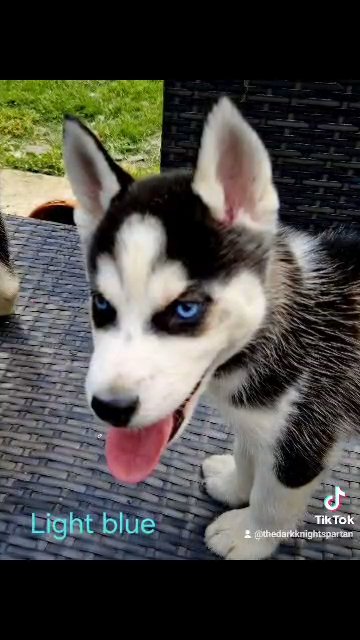 Siberian Huskies in Nottingham
