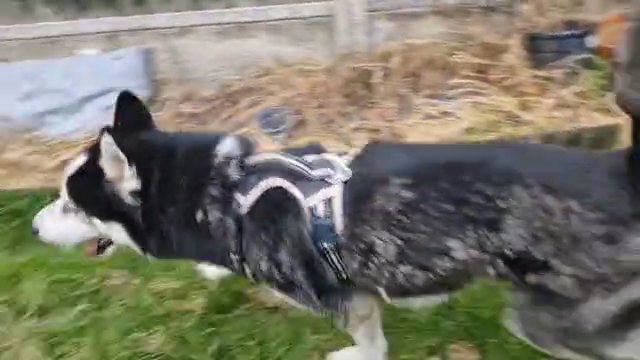 1 female 3 male Siberian huskies in Nottingham