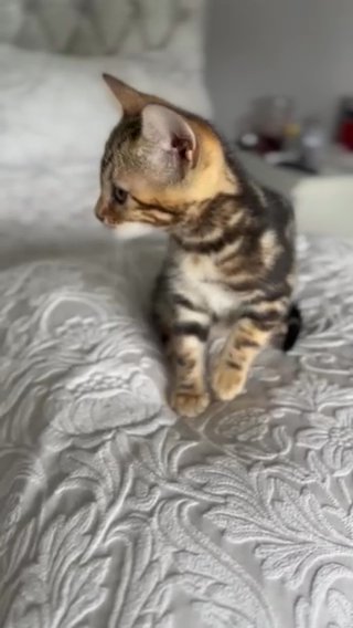 3/4 Bengal Kitten SOLD in Sussex