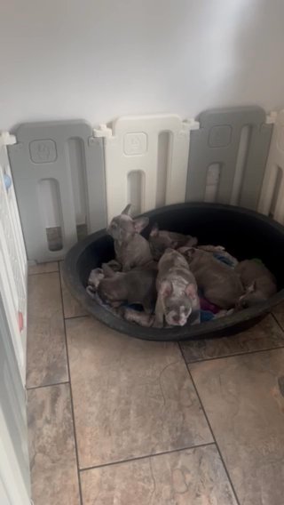 French Bulldogs in Liverpool