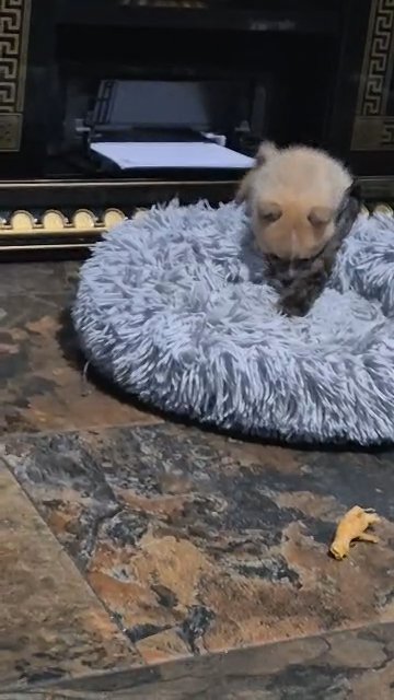 POMCHI PUPS **READY NOW**BOTH PARENTS can be POMCHI PUPS **READY NOW ** POMCHI PUPS ** READY NOW in Southampton