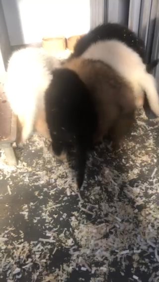 KC German Shepherd, 1 White Female Available Long Coat, Straight Back, Health Tested in County Durham