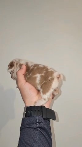 Newshade Rojo Merle Pending Fluffy in Northampton