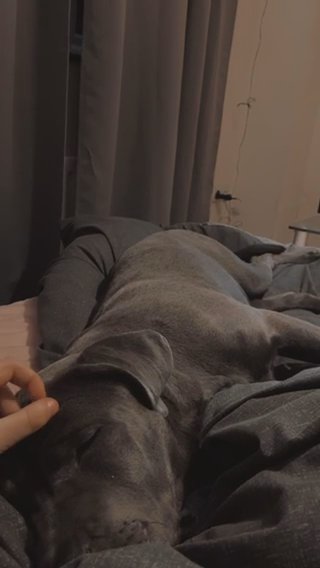 Cane Corso in Cornwall