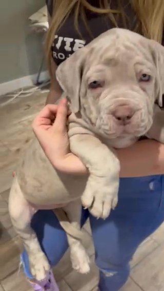 Neapolitan Mastiff X Neo/cane Corso in London