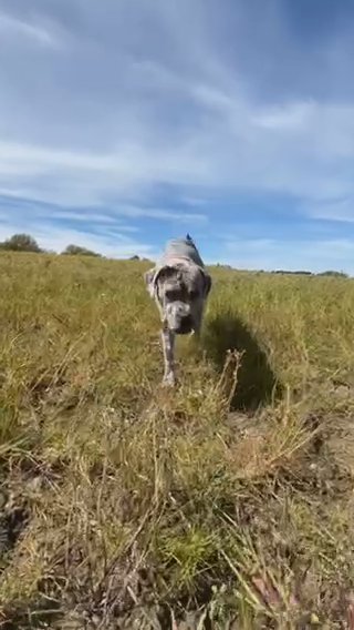 Merle Cane Corso//mastiff// Top Boodline in Stratford-on-Avon