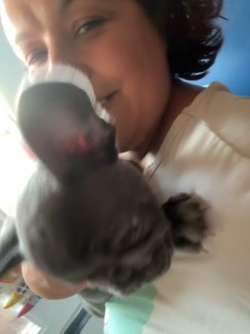 French Bulldog Male blue Faw in Norfolk