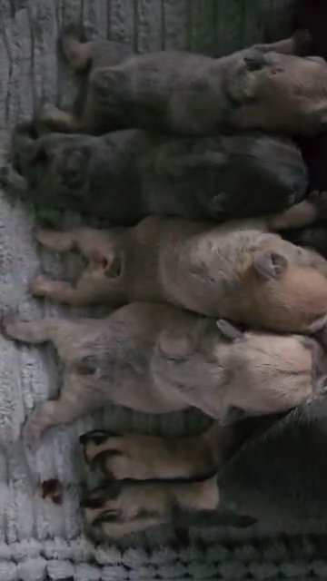 French Bulldogs All Girls in North East Lincolnshire