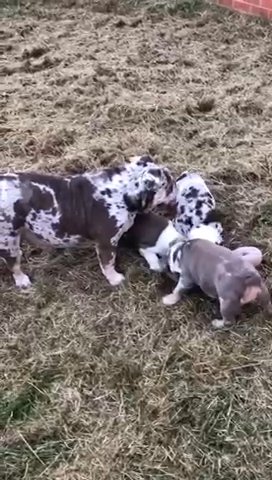 English Bullldog Pups in Coventry