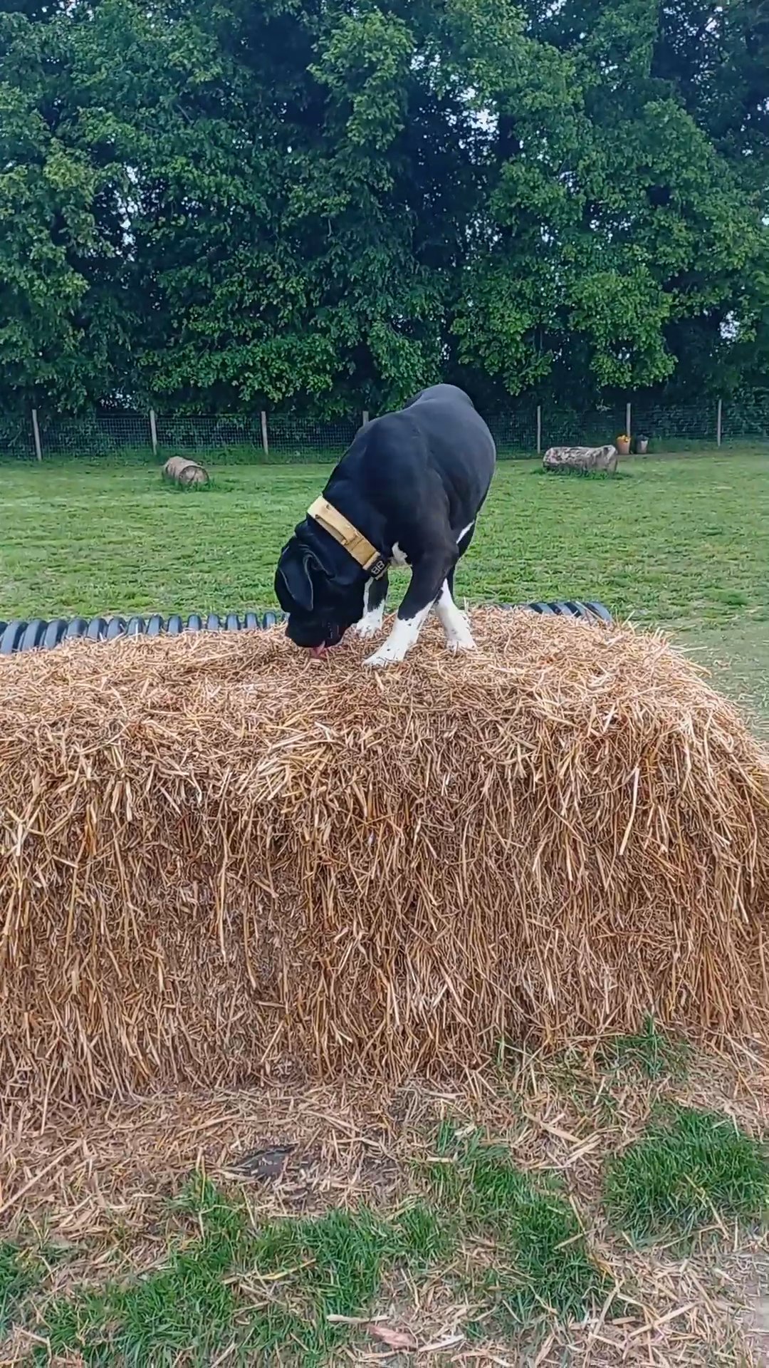 STUNNING BANDOGGE MALE in Kettering