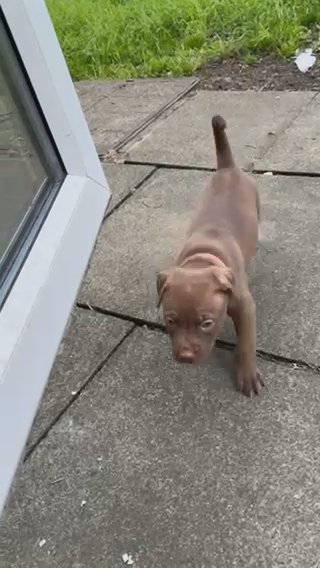 Female Mastiff Cross in London