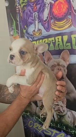 2x Male Husky Panda French Bulldogs in Northampton