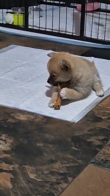 POMCHI BOY * STUNNING BOY in Southampton
