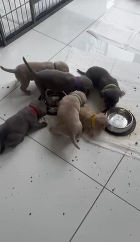 Micro / Pocket American Bully Pups in County Durham