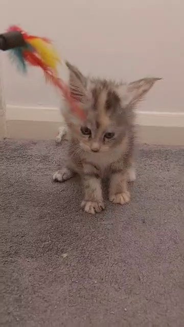 PURE BREED MAINECOON BABIES in Manchester