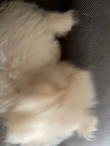 Super Fluffy Pomchi Girl in Torbay