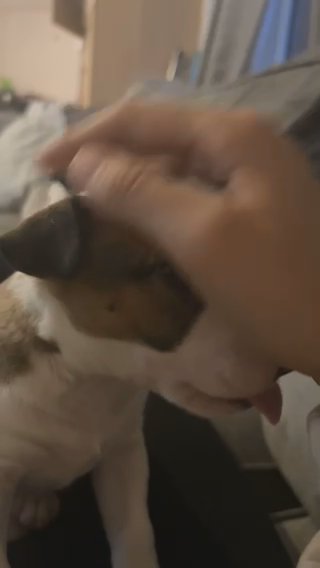 KC REGISTER ENGLISH BULL TERRIER in South Buckinghamshire