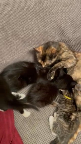 Kittens Looking For A Lovely Family in Coventry