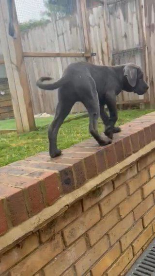 Beautiful Full Blood Cane Corso Puppies in Maldon