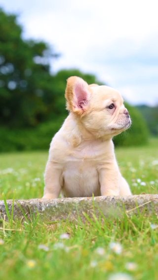 French Bulldog in London