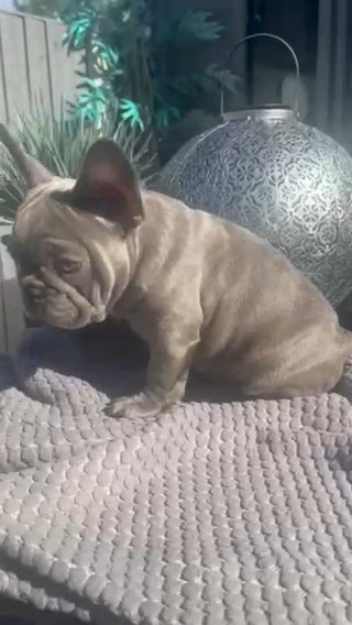 French Bulldog in Liverpool