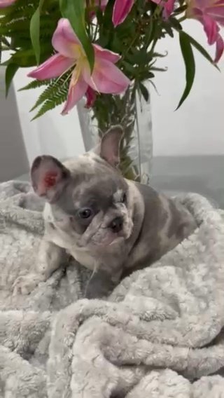 French Bulldog in Liverpool