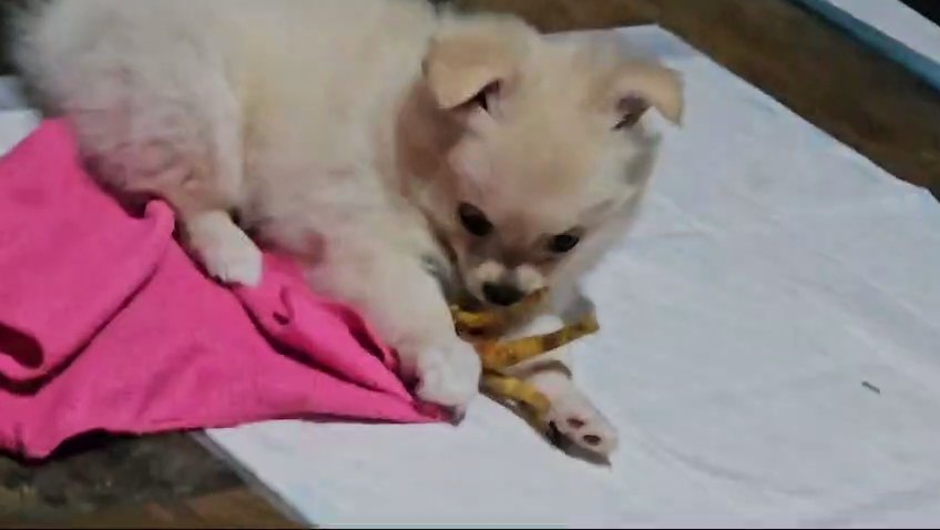 POMCHI GIRL. VERY FLUFFY in Southampton