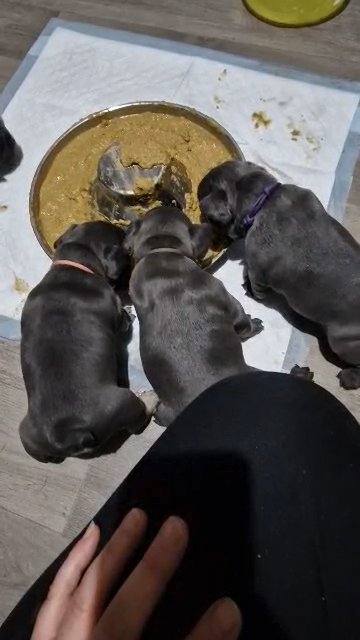 2 beautiful french bulldog boys in Coventry