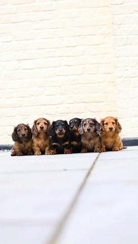 Mini Dashund in London