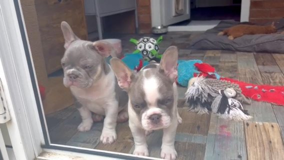 REDUCED:2 Boys French bulldog fluffy Carriers in Vale of Glamorgan