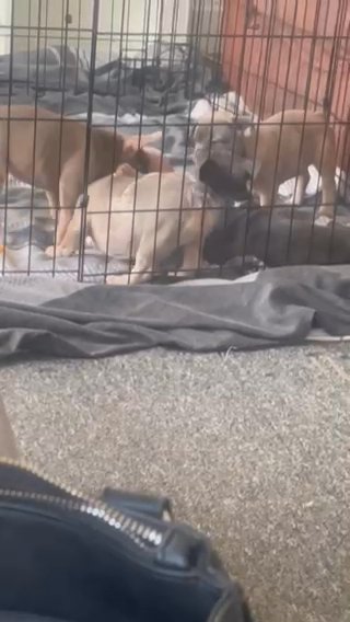 1 Female French Bulldogs For Sale in Coventry