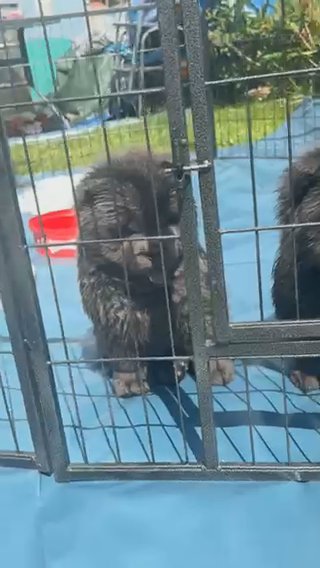 2 Blue Make Chowchows in Wolverhampton