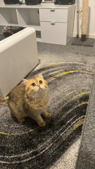 Golden British Shorthair Boy in Cardiff
