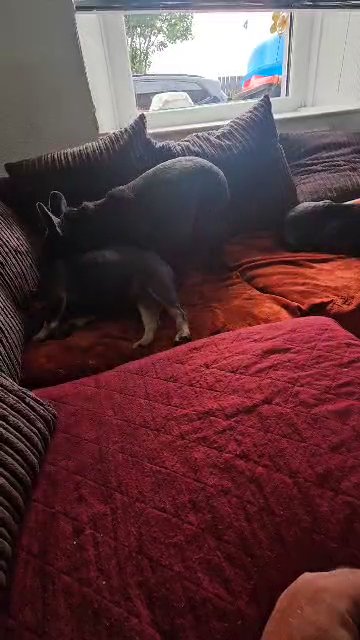 16 week old french bulldog do  16 week old french bulldog pup in Copeland
